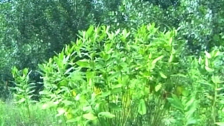 My German Amateurs: Blonde Amateur Fucked Hard Outdoors in Grass