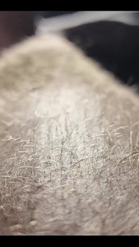 Ginger Fur