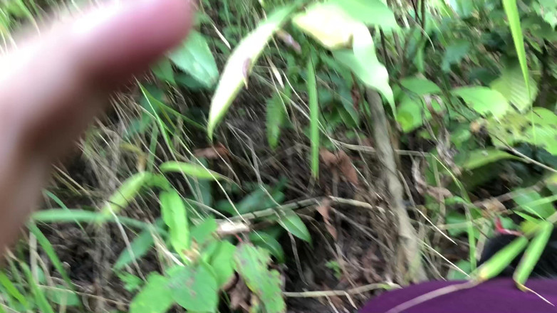 Lustybaby605: Nepalese Jungle Cat (Avventure nella giungla 2.0)