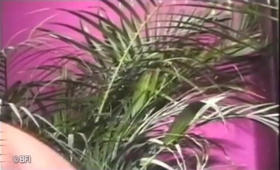 Combat zone transsexual barebacking: The very best of transsexual whore
