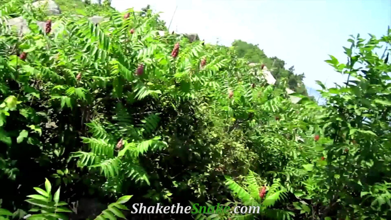 Shake The Snake: Shake The Snake- sega all'aperto al sole