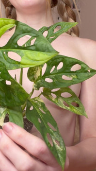 Nude Plant Haul