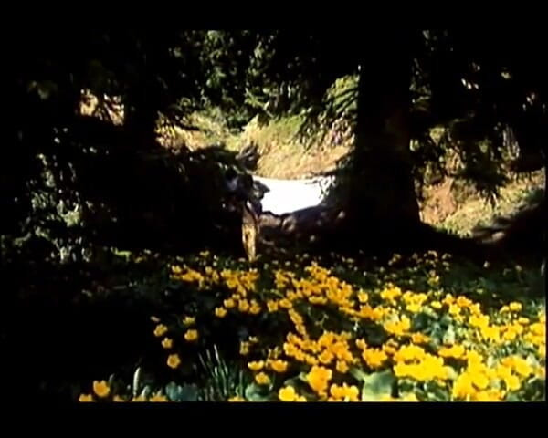 GERMAN PORN CLASSICS: Heissbluetiges Verlangen - Herzog Video