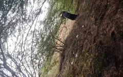 Aunty Outdoor Village Sex