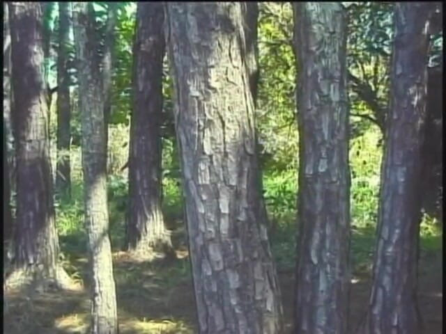 Bad Boyz: Two latino guys in the forest pleasing their dongs