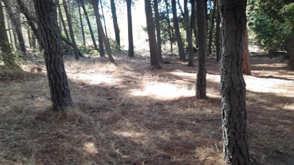 Riderqueen: Stepmommy ass worship outdoors forest