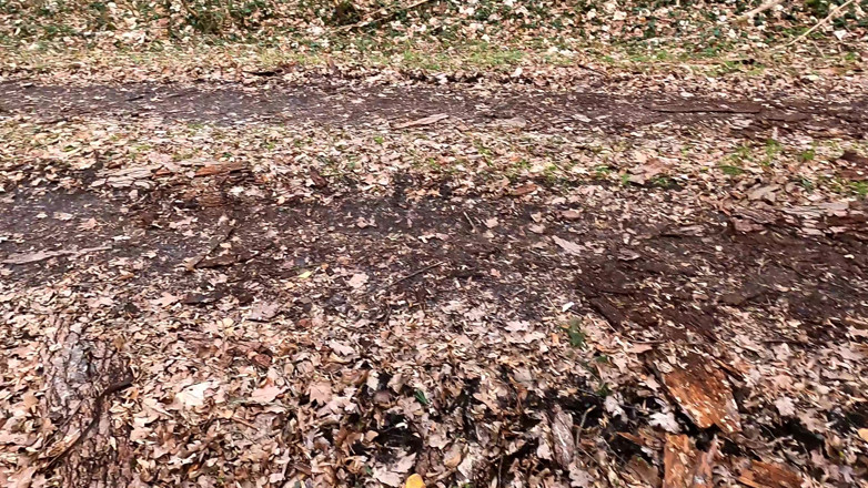 Bouncy Tits Action: Des seins nus punis sur le chemin de la forêt