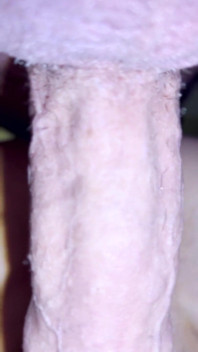 Hairy balls and hairy clit with lot of sperm dripping