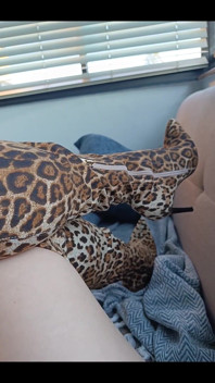  Leopard Print Boots And my weakness.