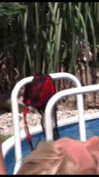 Awek cantik dikongkek dalam pesta seks di tepi kolam renang