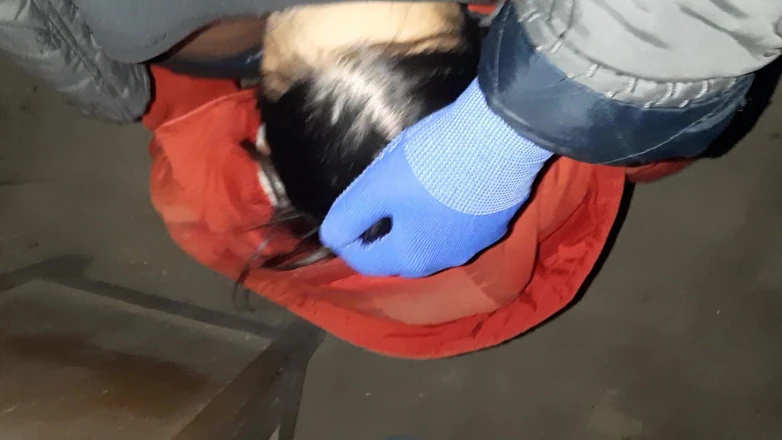 Lesbian-illusion: Before Robbing Someone Else's House, We Decided to Have Sex -...