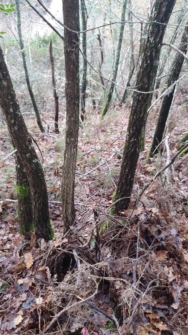 Timmyboy: Timmyboy I Went for a Run in the Woods and...
