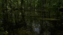 Mesmeriza: Mesmeriza Forest Walk
