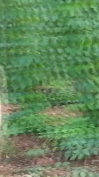 In Czech Agriculture