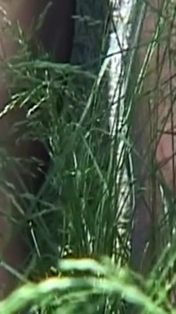 Tetona pelirroja milf se somete a pinzas y recorte