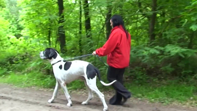 Public Entertainment: Chubby and horny brunette was walking her pet when she...