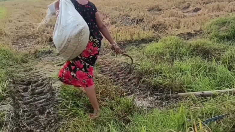 my house: Pee of the Village in Outdoor Field of Paddy Cutting...