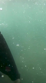 Air Terbuka Freedive Ultra Long Fins, Wetsuit & Gear Snorkel