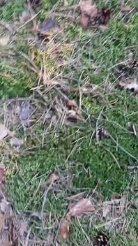 Sexe inattendu dans le parc avec un inconnu, MILF