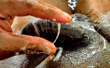 Golden flask of immortality: Immortal Ale, Bubbly Crystal Čiré ve skle za přímého slunečního záření,...