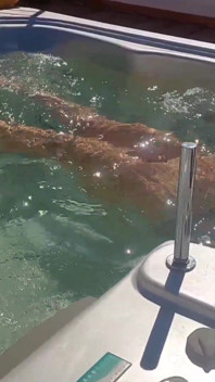 Sexy desnuda amateur madura esposa disfruta de juegos al aire libre en la piscina