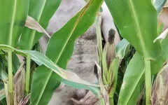 阴茎抚摸