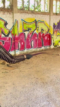 Imperatiz Bella Pune Just for Pleasure