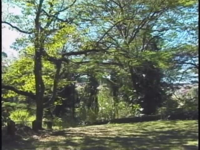Horny Shemales: Puta trans en acción al aire libre