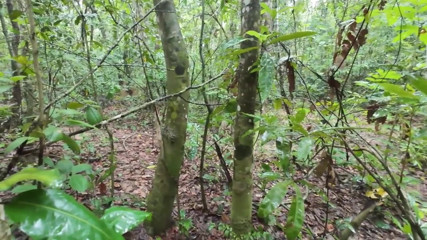 RealThaiSolo: Thais meisje loopt en vuistneukt over het plukken van paddenstoelen...