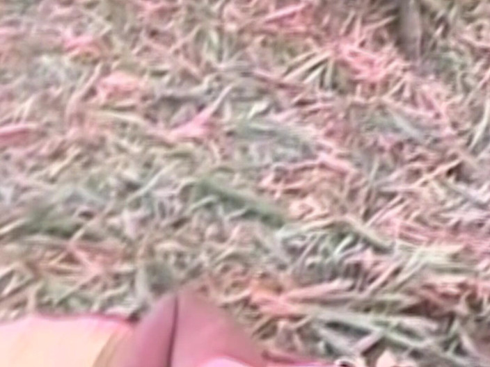 SEXUAL SIN GAY: Latin Cocks Scene-4_latino Gays Like to Fuck in the Countryside...