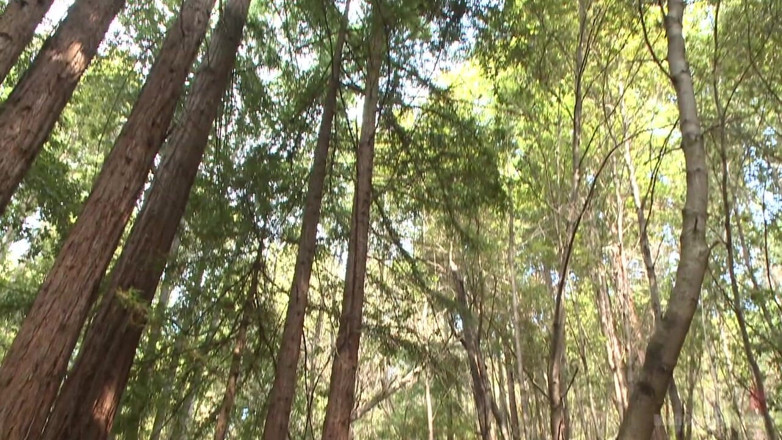 Men on Edge: Bi Armăsar legat și tachinat în Forrest