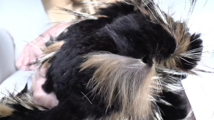 Lady Victoria Valente: Výcvik ejakulace: čichání kožešinového šátku a výstřiku, Lady Victoria Valente