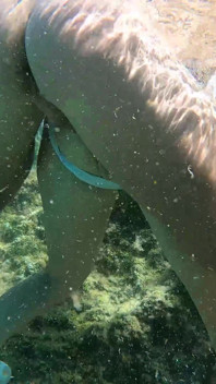 Underwater Anal Sex Cum Eat Mouth Piss
