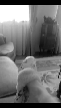 Cozy Home for Someone Is Woman in Furry Slippers Offering Medium Anal Plug as Aperetif for Lunch)