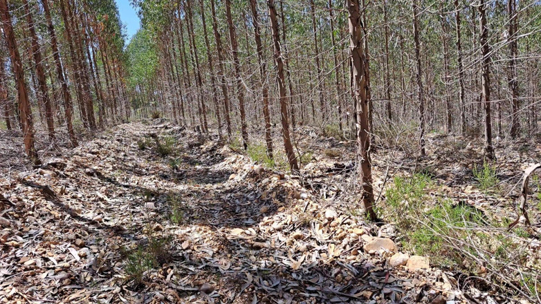 Miss Squirting: Berkhemah dengan ibu tiri di dalam hutan