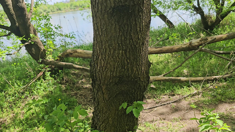 1TeddyBear1: Threesome, in the Forest by the River Part 1