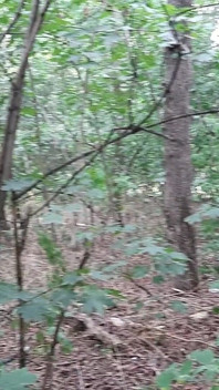 Masturbare lesbiană riscantă în pădure