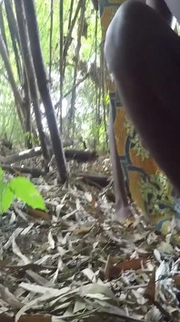 Kami pergi untuk berhubungan seks di hutan, sulit untuk menemukan tempat yang bagus (bagian 1)