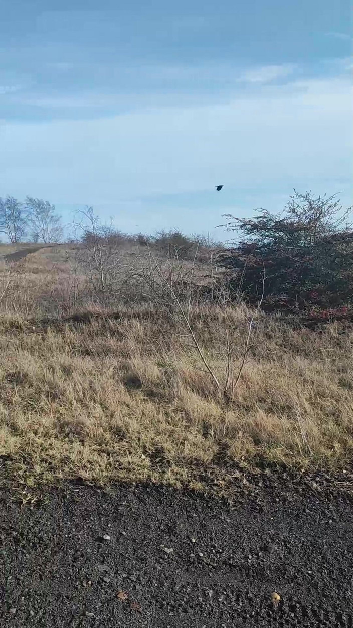 carolobear: Szarpanie spoiltip