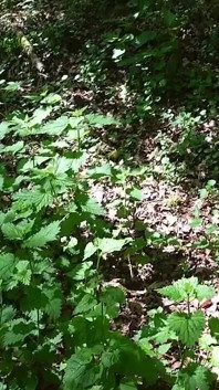 चुभने वाली nettles और महिलाओं के दबदबे वाले गुलाम का अपमान के बाहर मूतना