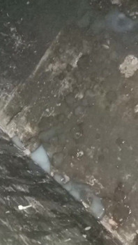 Indian Boy Black Dick Masturbate and Cum