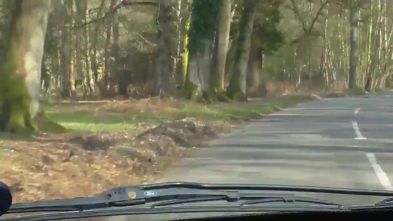 Movies by Louise: Going down in the woods