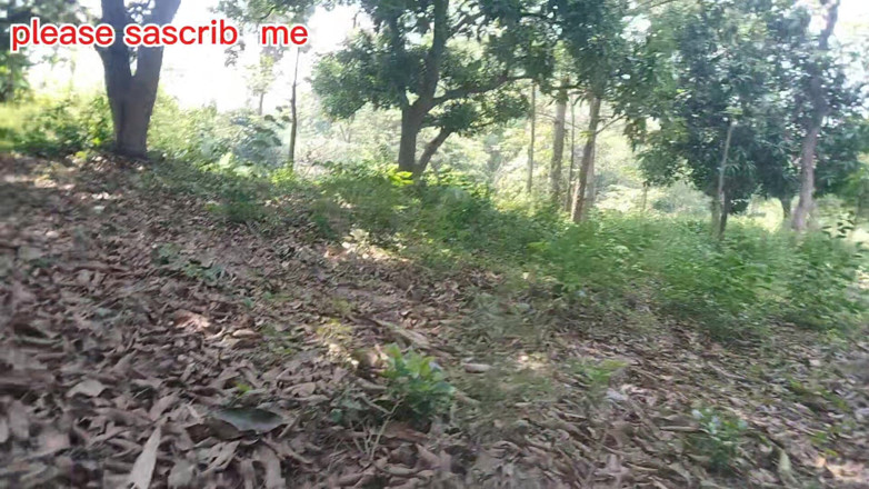 DesiDarkArt: Un garçon desi bangali dans un arbre à fuk de la...