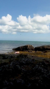 Une sirène repérée ! Rencontre mouillée à Lost Cove