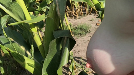 Bouncy Tits Action: Tampar saya di padang jagung