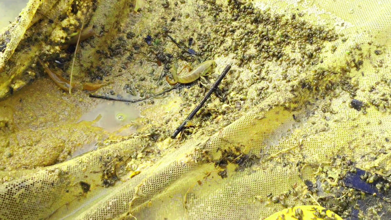 Ankush raj: Ho scopato la tua sorellastra con il pretesto di Camminare...