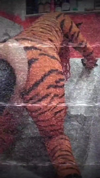 Chica tiffany ciskiss cosplay tigra pt 2 femboy follando enormes juguetes