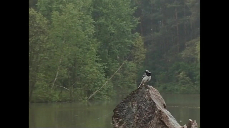 PURZEL TV - our best full movie: Henjutan tegar dan menyembah pepek di taman permainan yang maksiat (filem...