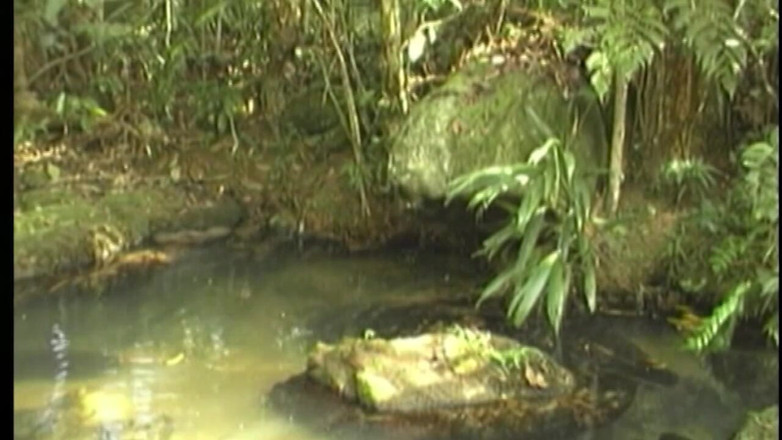 Boys boyz: Jungle Anal Stretch - Mature Studs Pounding Deep