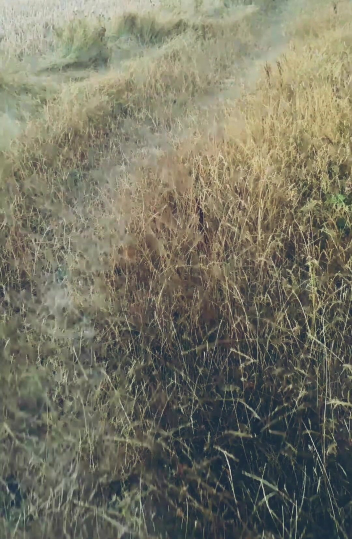 MaleModel: Pov jalan-jalan sambil bugil di hutan